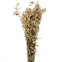 Artikel Quaking Grass Torkade Blommor Grön Naturlig Briza 60cm 100g