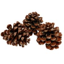 Artikel Pinus Pinea medium 10/14cm naturlig 50p