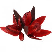 Artikel Vildliljaröd naturlig dekoration torkade blommor 6-8cm 50st