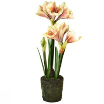 Artikel Amaryllis i en mosskula konstgjord med rosa-gula mönstrade blommor - 45 cm - Exotisk och stilren dekoration