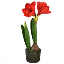 Artikel Amaryllis i konstgjorda mossakulor - klarröda blommor, 49 cm - elegant och naturlig rumsdekoration