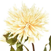 Artikel Krysantemum kräm konstgjord blomma med 2 blommor L70cm