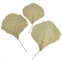 Artikel Kobrablad torkade gröna naturell 15cm–17cm 50st