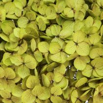 Artikel Konserverad hortensia stor i grönt Ø20cm L50–60cm