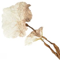 Artikel Konstgjord Höst Heuchera Branch Konstgjord Brun Kräm L85cm