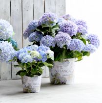 Artikel Planteringskruka plast hortensia blomkruka Ø13,5cm H12cm