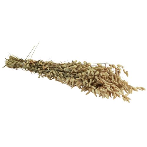 Artikel Quaking Grass Torkade Blommor Grön Naturlig Briza 60cm 100g