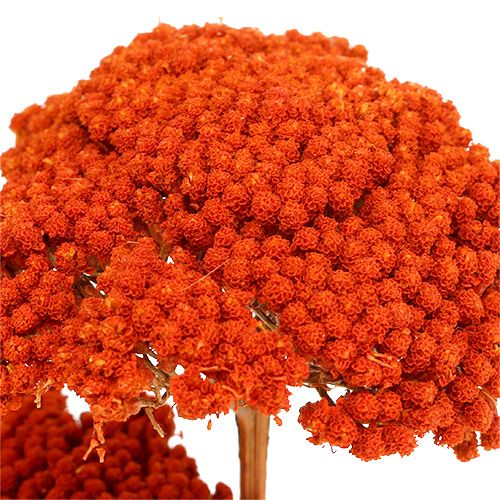 Artikel Achillea Orange Torkade Blommor Yarrow 45-60cm 1kg