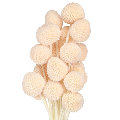 Craspedia färgade Drumsticks Peach 50-55cm 20st