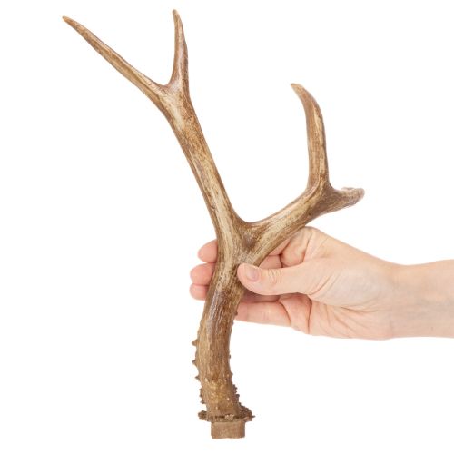Artikel Konstgjorda horn, naturtrogna, rustika, 32 cm