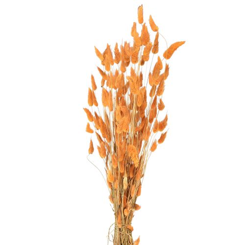 Floristik24 Hare&#39;s Tail Grass Lagurus Torkad Aprikos 55-60cm 50g