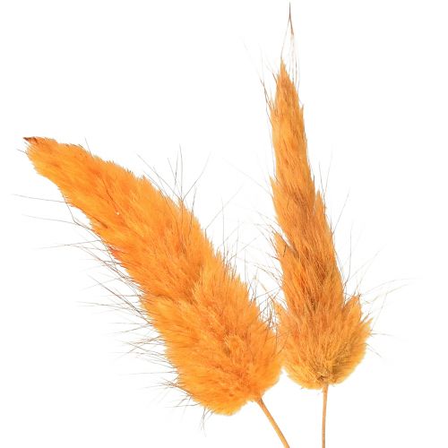 Artikel Hare&#39;s Tail Grass Lagurus Torkad Aprikos 55-60cm 50g