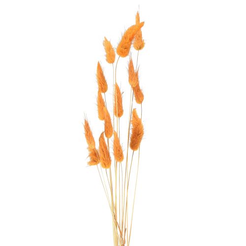 Artikel Hare&#39;s Tail Grass Lagurus Torkad Aprikos 55-60cm 50g