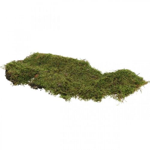 Floristik24 Indisk mossa skog mossa grön naturlig 2kg