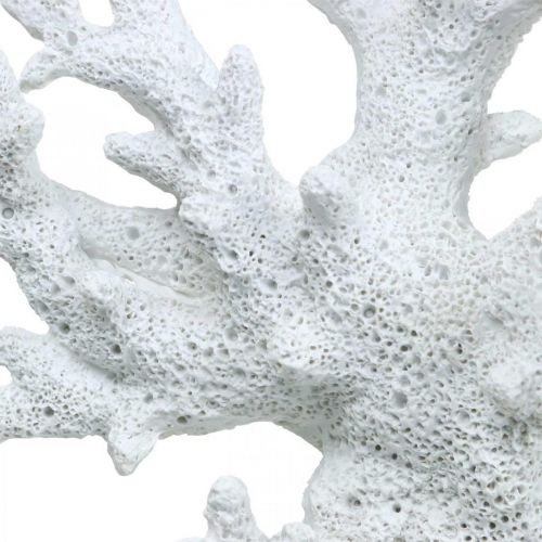 Floristik24 Maritim dekoration korallvit sommardekoration 14,5×14,5cm