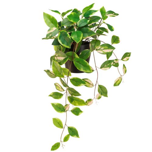 Floristik24 Philodendron Scindapsus med kruka, lättskött - perfekt för kontor och hem 32cm