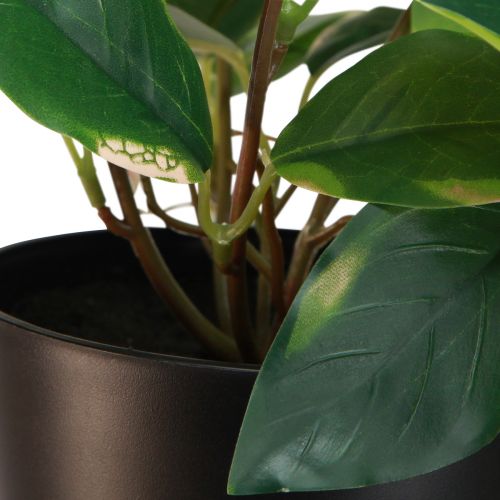 Artikel Philodendron Scindapsus med kruka, lättskött - perfekt för kontor och hem 32cm