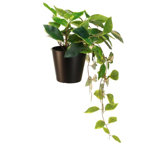 Artikel Philodendron Scindapsus med kruka, lättskött - perfekt för kontor och hem 32cm