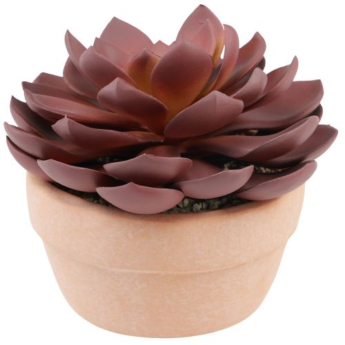 Floristik24 Suckulentväxt i kruka Echeveria konstgjord röd Ø15cm