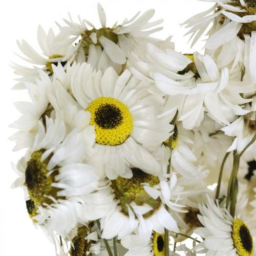 Artikel Acroclinium White, torra växter, halmblommor, torrblommor L20–40cm 25g