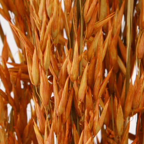 Artikel Dry Deco Oat Deco i Orange L64cm 70-75g 2st