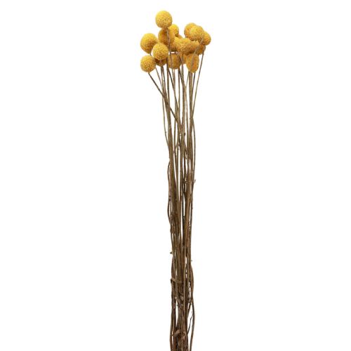 Floristik24 Torkade blommor Craspedia torkad, trumpinnar gula 50cm 20 st