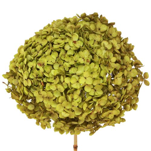 Konserverad hortensia stor i grönt Ø20cm L50–60cm