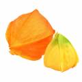 Floristik24 Physalis Orange Assorted 22st dekorativa konstgjorda blomblomsblommor