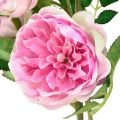 Floristik24 Rose gren siden rosor konstgren rosor rosa kräm 79cm