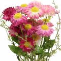 Floristik24 Rhodanthe rosa-rosa, sidenblommor, konstgjord växt, knippe halmblommor L46cm