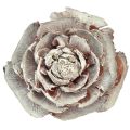 Floristik24 Cederkottar skurna som rosencederrosa 4-6cm vit/naturlig 50 st