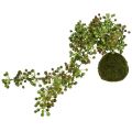 Floristik24 Grön växt konstgjord pärlsnöre i mossakula 38cm