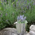 Floristik24 Mini lavendel i kruka konstgjord växt lavendel dekoration H16cm